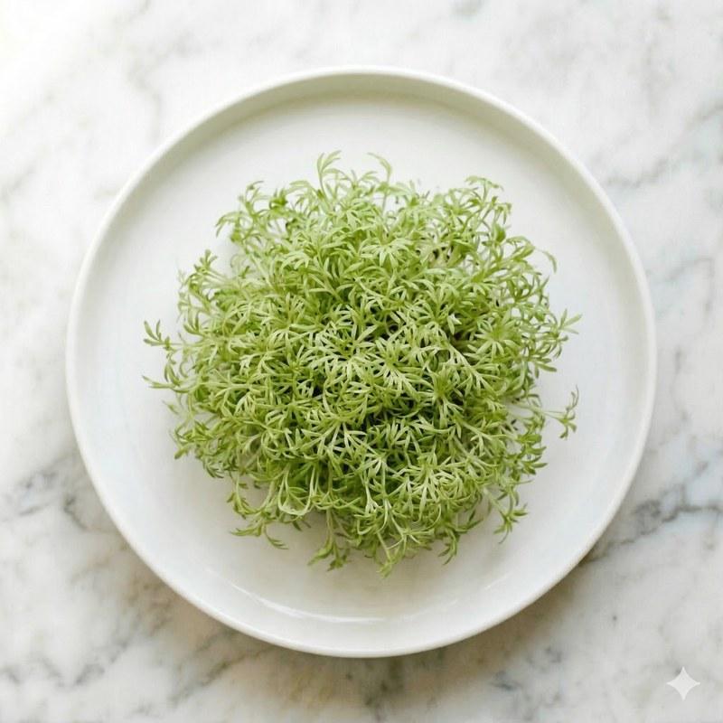 Подсолнечник